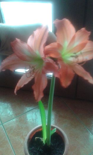 20160116_102316 - Amaryllis