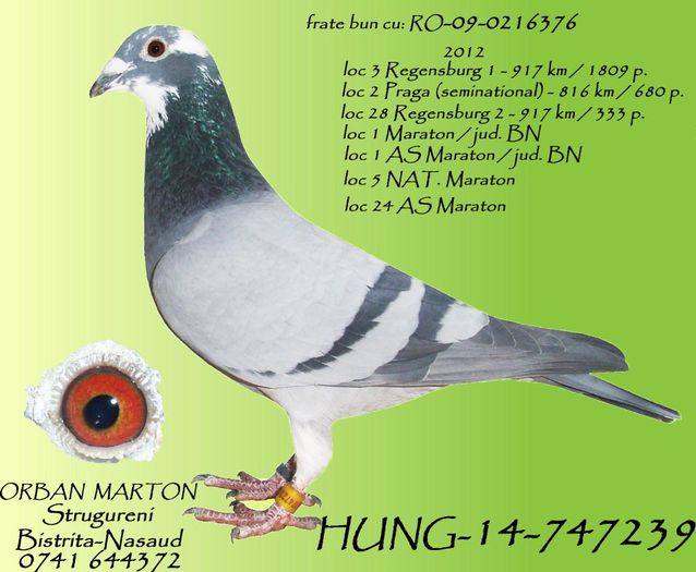 HUNG-14-747239 - porumbei