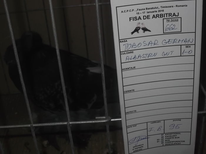 expo 019 - porumbei mei in expo fauna banatului timisoara 2016