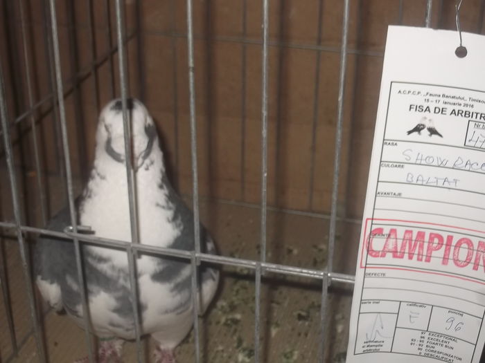 expo 076 - CAMPIONI  expo fauna banatului timisoara 2016