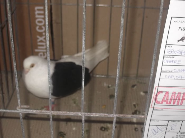 expo 104 - CAMPIONI  expo fauna banatului timisoara 2016