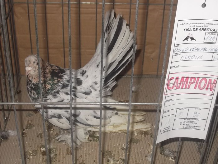 expo 116 - CAMPIONI  expo fauna banatului timisoara 2016
