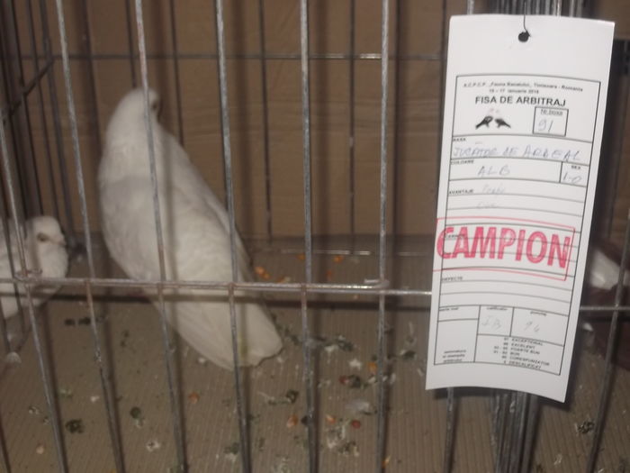 expo 117 - CAMPIONI  expo fauna banatului timisoara 2016