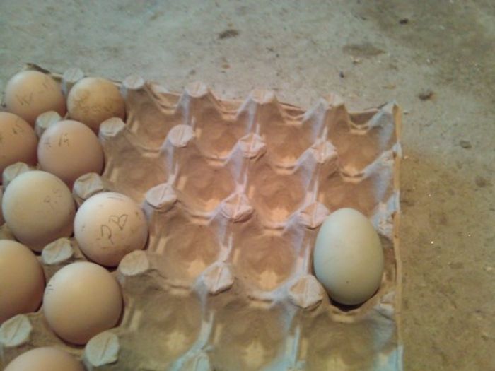 oua 044 - Araucana pentru 2016