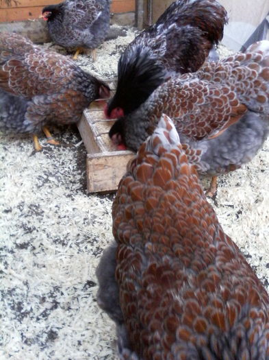 IMG_20160116_151800 - WYANDOTTE ROSU-ALBASTRU 2015-2016