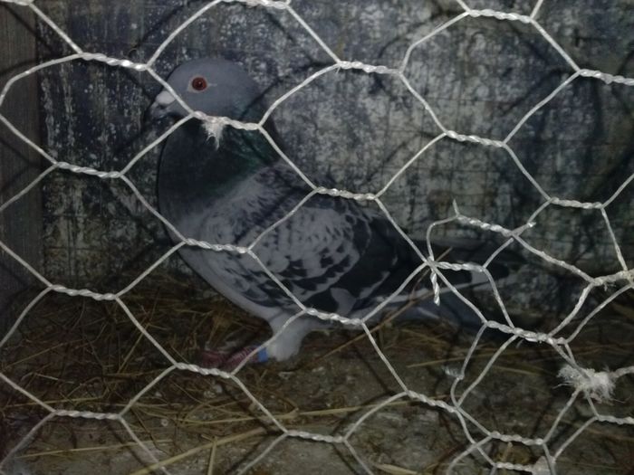 M.2015 tardiv din porumbei zburati.50lei - de vanzare din matca