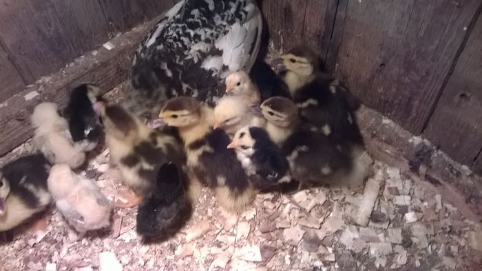 gainușă pitică cu puișori și rățișoare