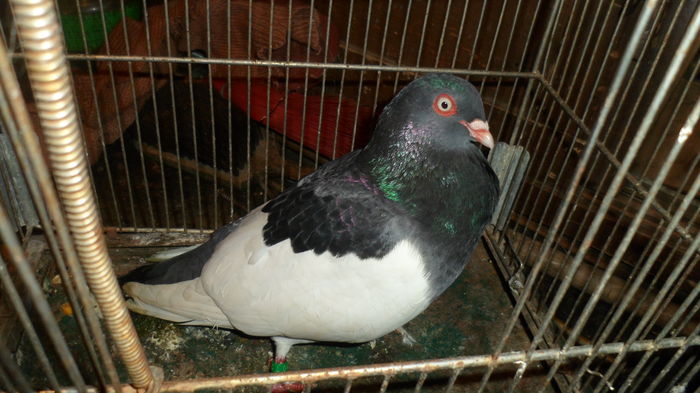 de la vladmesaros.sunphoto