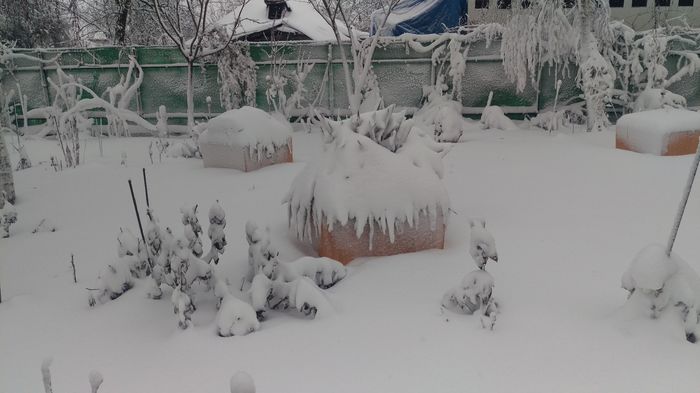 IMAG0547 - iarna in gradina