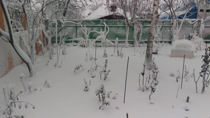 IMAG0549 - iarna in gradina