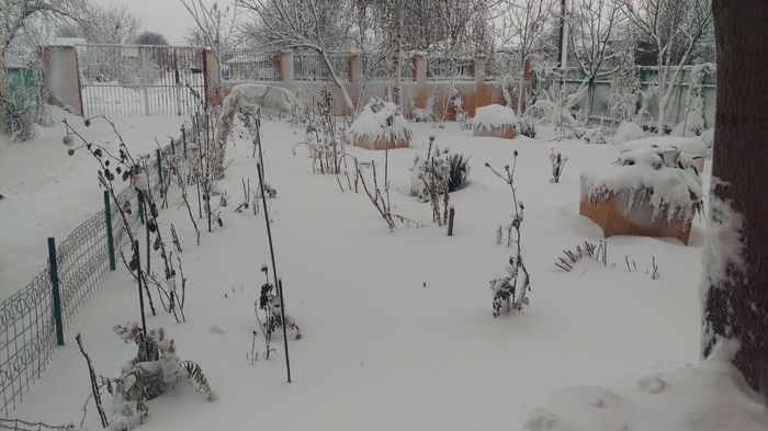 IMAG0550_BURST001 - iarna in gradina