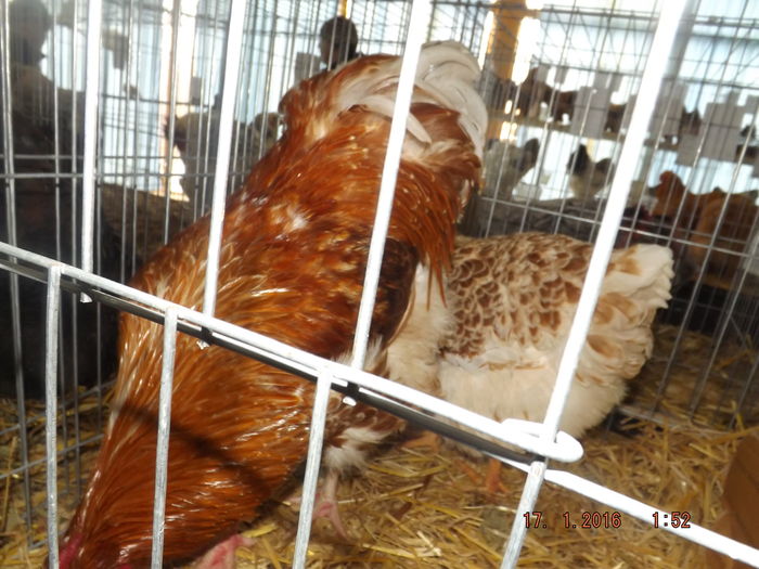 DSCF7382 - Expo Satu Mare 2016