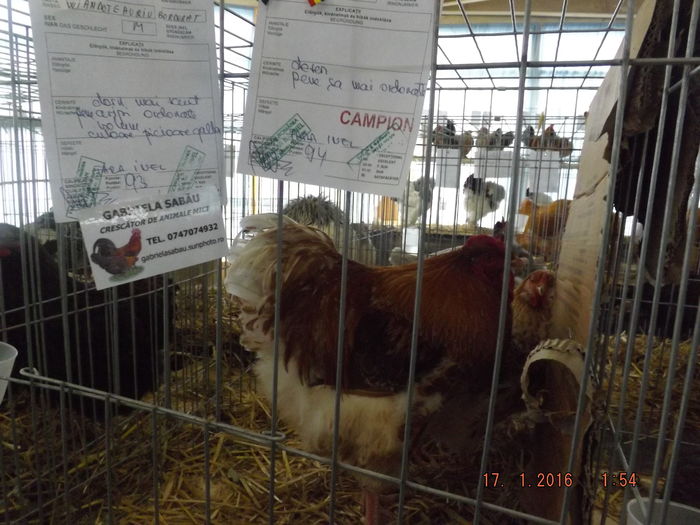 DSCF7388 - Expo Satu Mare 2016