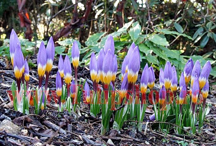 Crocus_Sieberi_Tricolor_2__51289_zoom