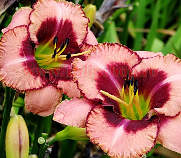 hemerocallis_Daring_Deception - j- achizitii toamna 2015