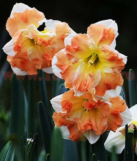 narcissus_cum_laude__70379_zoom