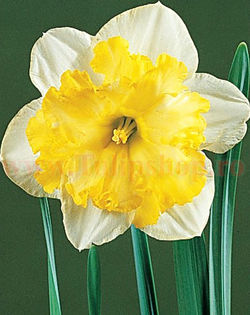 narcissus_frileuse2__72216_zoom
