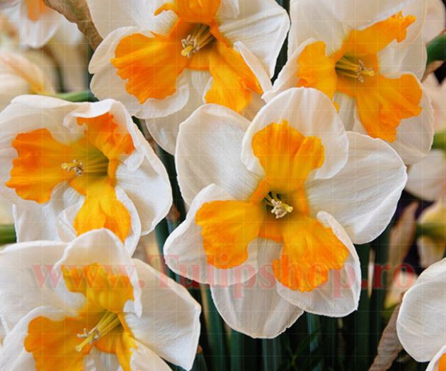 narcissus_tricollet__12929_zoom