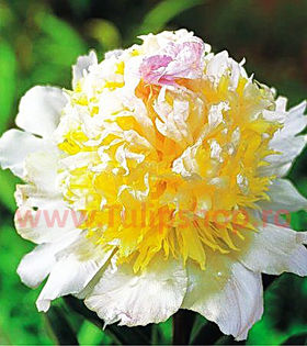 bujor_Top_Brass4__23524_zoom