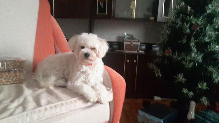 Bichon Frise "nume de cod" Bella - Paza