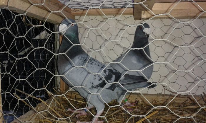 pereche 100 ron transport inclus