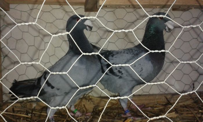 20160117_162403 vanduti