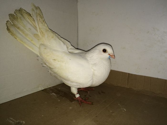 5587  f 2015 - Plecați ALBUM 1