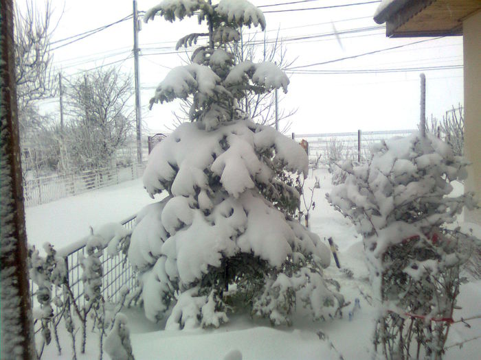 Imagine2354 - A venit iarna