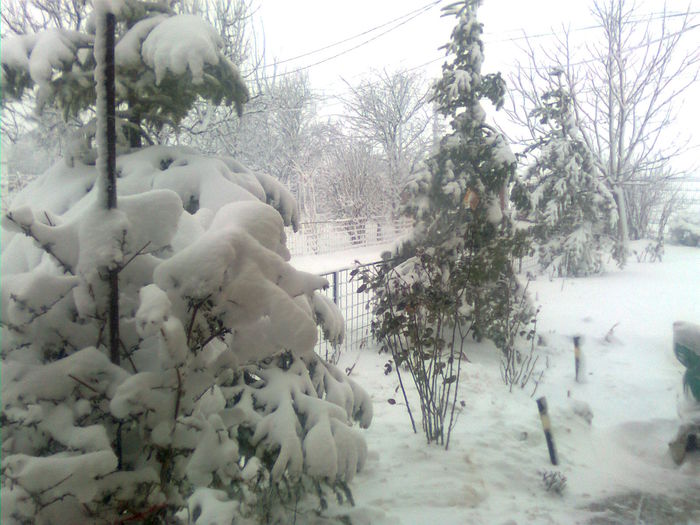 Imagine2298 - A venit iarna