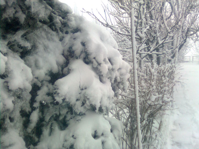 Imagine2322 - A venit iarna