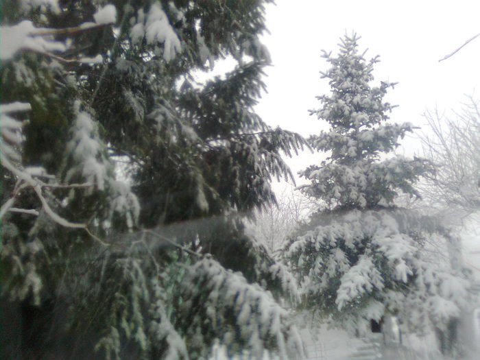 Imagine2335 - A venit iarna