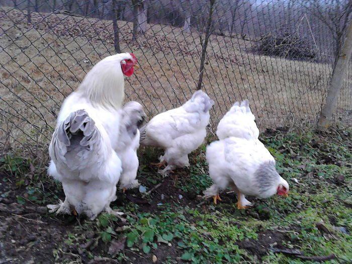 IMG_20160116 Brahma  herminat deschis pe albastru