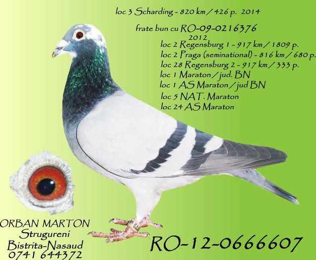 RO-12-0666607 - cuplu 3 L 1 Maraton FCI tin 2017