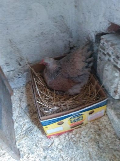 12540355_1034754529880768_573483880_n - Brahma Somon