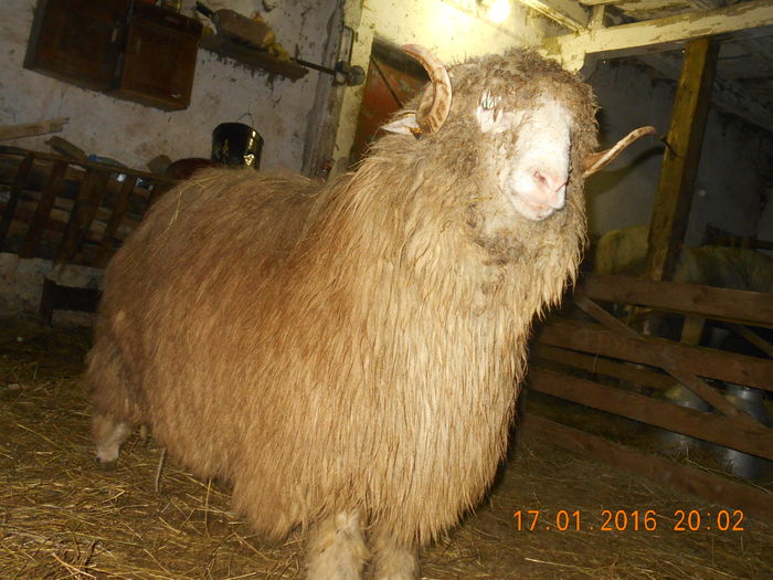 Picture 085 - Berbeci 2015-2016