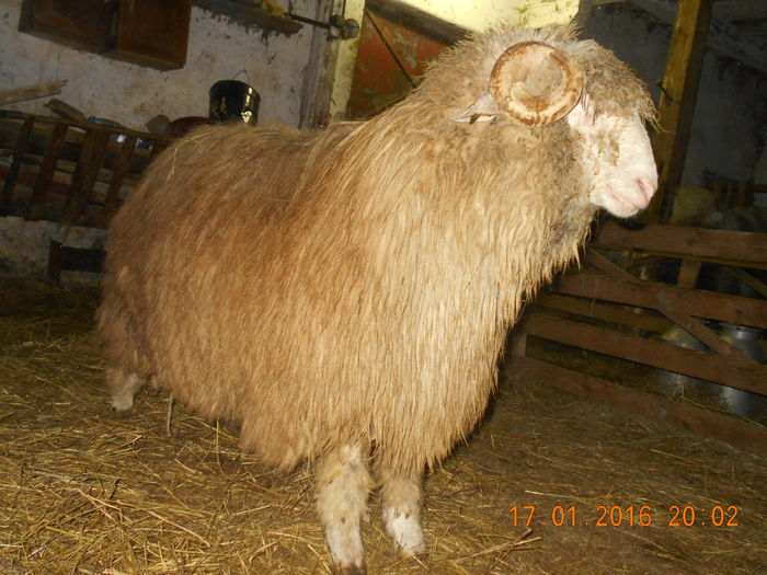Picture 086 - Berbeci 2015-2016