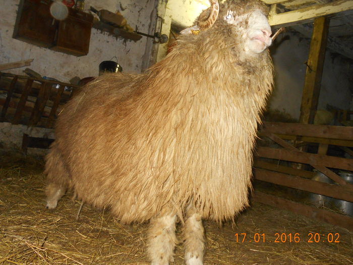 Picture 087 - Berbeci 2015-2016