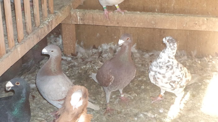 DISPONIBILE ROSIA SI ARGINTIA