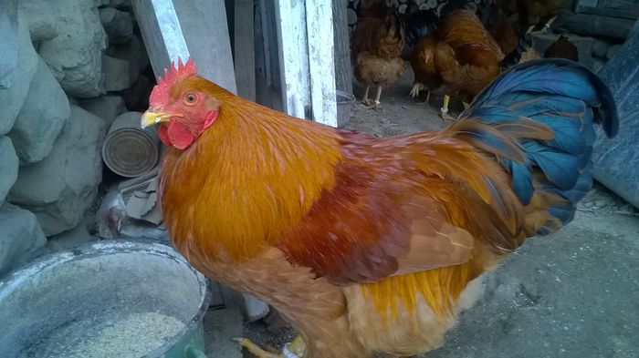 WP_20160118_16_31_29_Pro; cocosul nr 2
