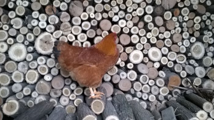 WP_20160118_16_33_23_Pro - new hampshire