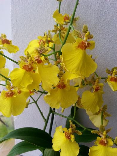 20160117_110706 - Oncidium