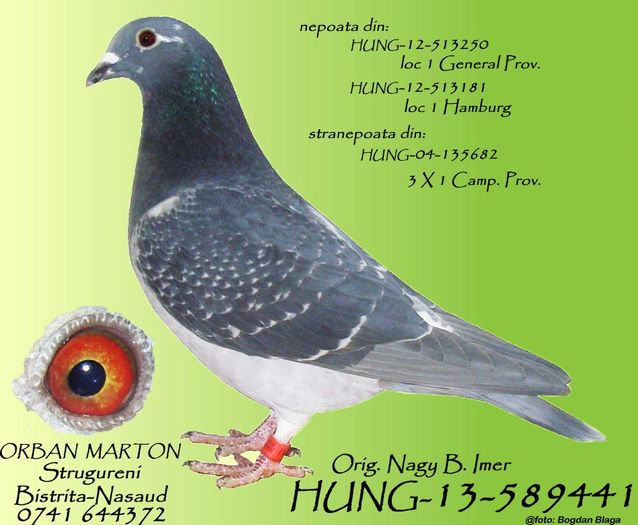 HUNG-13-589441 - porumbei