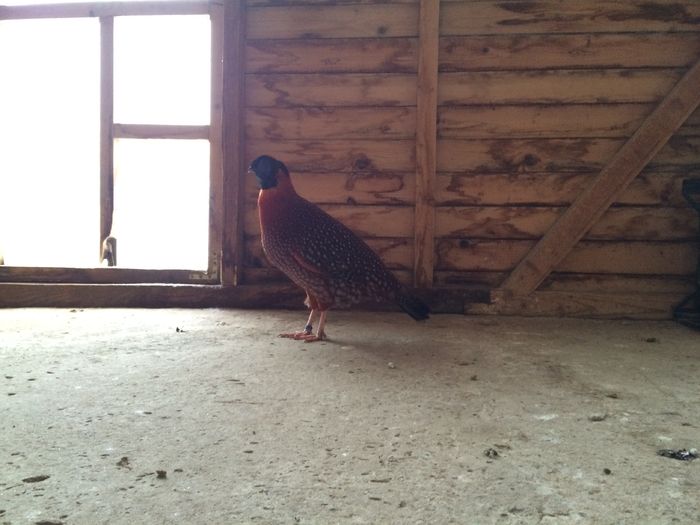 image - Tragopan