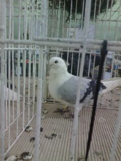 1452432655684 - Expo Carei 2016