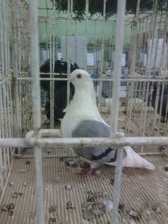 1452432684317 - Expo Carei 2016