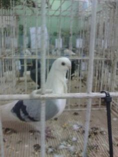 1452432901319 - Expo Carei 2016