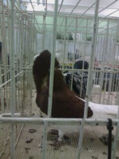 1452433095826 - Expo Carei 2016
