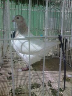 1452433112057 - Expo Carei 2016