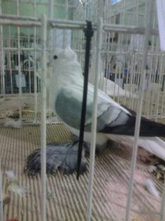 1452433809439 - Expo Carei 2016