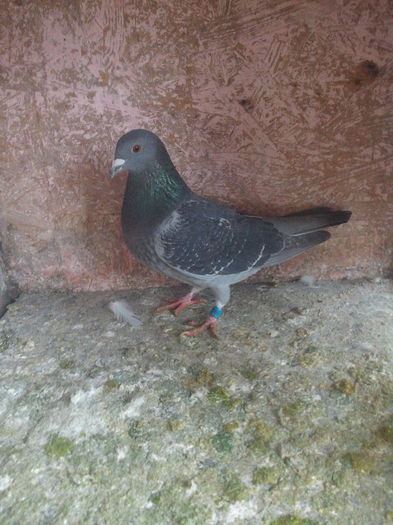 IMG_20160118_152832; Si asta este femela
